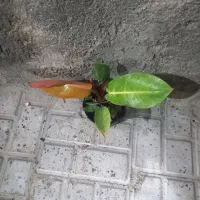 فروش خانگی گل طبیعی|گل و گیاه طبیعی|سربیشه, |دیوار