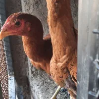 مرغ لاری|حیوانات مزرعه|فومن, |دیوار