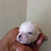 واگذاری توله اصیل پاگ|سگ|ابریشم, |دیوار