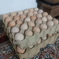 تخم مرغ محلی