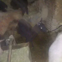 فروش بزغاله شکم اول|حیوانات مزرعه|بن, |دیوار