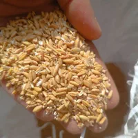 گندم ودانه گندم|گل و گیاه طبیعی|زنجانرود, |دیوار