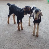 دو تا کهره شیری