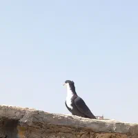 کبوتر آس