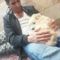 سگ مالتیز اصل .جنسیت نر