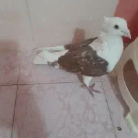 سبز آلمانی و پشت سرخ|پرنده|مشهد, کشف|دیوار