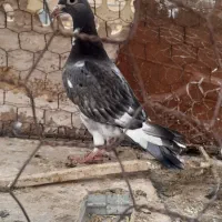 دوتا کفتر خوب فروشی