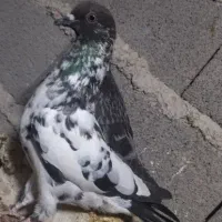 تعدادی کبوتر|پرنده|مینودشت, |دیوار