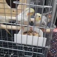 عروس هلندی نروماده به همراه جوجه