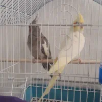 عروس هلندی سالم و سرحال با قفس|پرنده|سهند, |دیوار