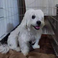 سگ پودل شیتزو