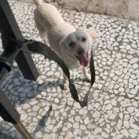 سگ اشپیتز حامله|سگ|قائم‌شهر, |دیوار