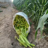 بچه بلال با کیفیت|خوردنی و آشامیدنی|شریف‌آباد, |دیوار