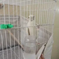 عروس هلندی نر سالم