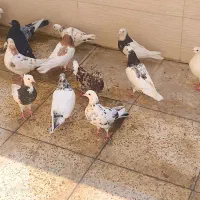 کبوتر
