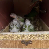 جوجه گرینچیک طوطی گرینچیک|پرنده|ری, منصوریه منگل|دیوار