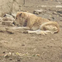 سگ لاس  قدرجونی|سگ|اصفهان, محله سفلی|دیوار