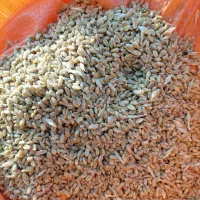 گندم پیشگام برای دام و کاشت|خوردنی و آشامیدنی|شوط, |دیوار