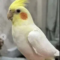 فروش دو عدد عروس هلندی