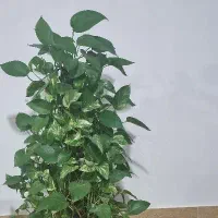 گل پوتوس مادر حداقل۹ساله|گل و گیاه طبیعی|گرمسار, |دیوار