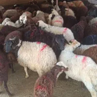 مغان وافشار کم دنبه چربی وگوسفند کم شکم زنده|حیوانات مزرعه|مشهد, نوید|دیوار