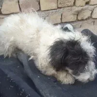 سگ رایگان|سگ|کاشان, مزرعه نو|دیوار