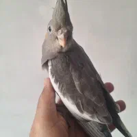 عروس هلندی نر بالغ سخنگو و سه عدد جوجه تازه دونخور|پرنده|کرج, المهدی|دیوار