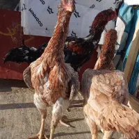 لاری لاری لاری تخم|حیوانات مزرعه|شیروان (خراسان), |دیوار