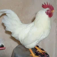 خروس|حیوانات مزرعه|صحنه, |دیوار