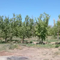 فروش باغ|فروش زمین و ملک کلنگی|یامچی, |دیوار