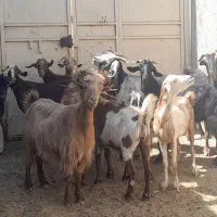 ۱۶تابز آبستن جوان جفتی ۱۴ملیون|حیوانات مزرعه|شیراز, احمدآباد|دیوار