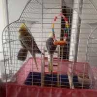 معلوضه عروس هلندی با مرغ مینا