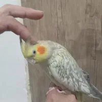 عروس هلندی دستی|پرنده|نسیم‌شهر, |دیوار