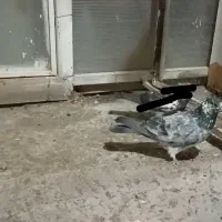 دیروز باخت دادم
