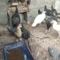 مرغ وبوقلمو|حیوانات مزرعه|ایرانشهر, |دیوار