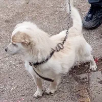 پاکوتاه|سگ|زنجان, |دیوار