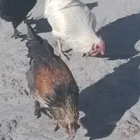 خروس|حیوانات مزرعه|یاسوج, |دیوار