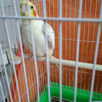 عروس هلندی سخنگو باهوش