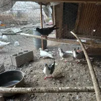 کبوتر نامه بر (مسافتی) شهرستان|پرنده|آمل, |دیوار