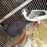 گفتر مفت فقط تا ساعت ۸ امشب مفت مفت