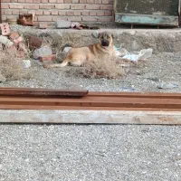 توله سگ سرابی