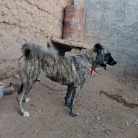 سگ ماده دهن پاک|سگ|دلیجان, |دیوار