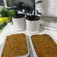 محصولات خانگی