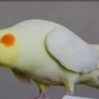 عروس هلندی ماده یک سال ونیم