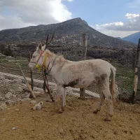 قاطر گم شده|حیوانات|یاسوج, |دیوار