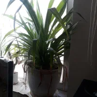 گل طبیعی|گل و گیاه طبیعی|تربت‌حیدریه, باغ سلطانی|دیوار