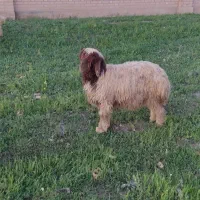 ۱۲۲راس‌میش‌وبره