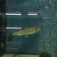 ماهی پینکتیل