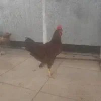 خروس چهار ماهه