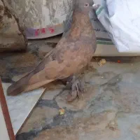 کبوتر سینه سوسنی ماده